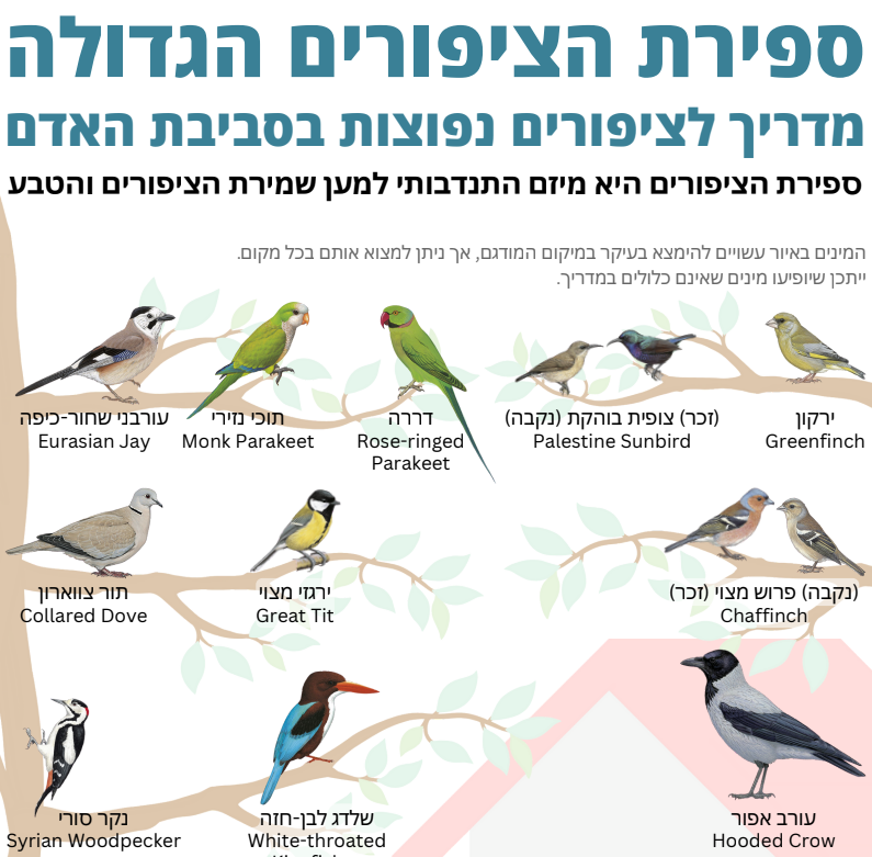 מדריך למציאת ציפורים
